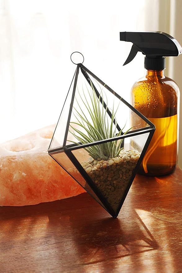 Shop Succulents | Good Juju Tropical Tillandsia Air Plant Kit, Hand Selected Variety 4 Pack