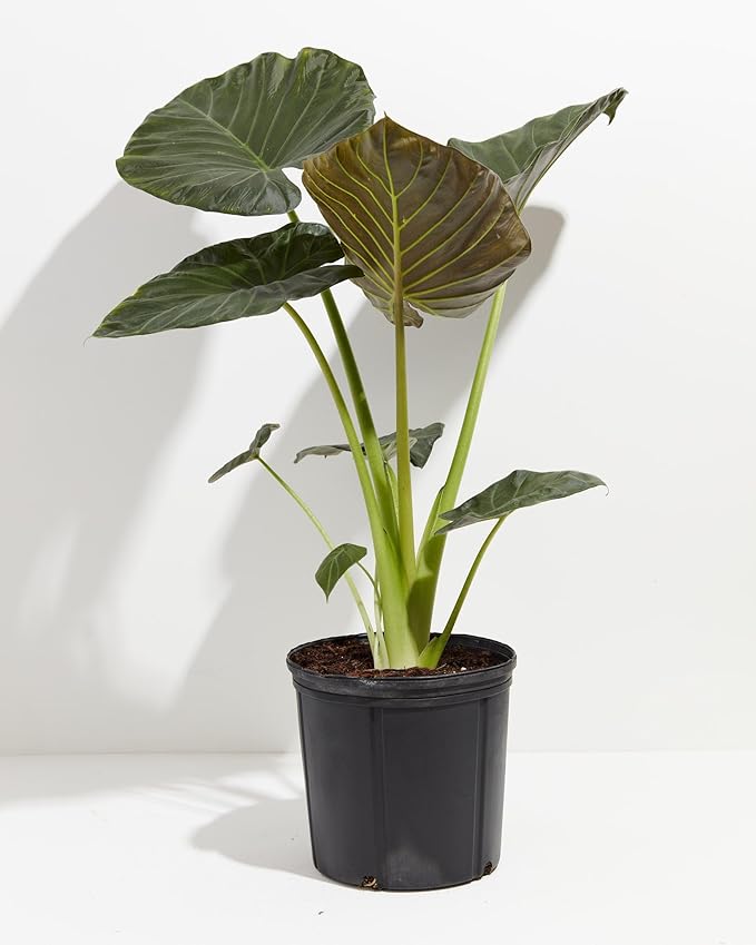 Elephant Ear Plant Potting Mix - Premium Quality Blend for Strong Root Development and Resilient Plants - 4 Quart