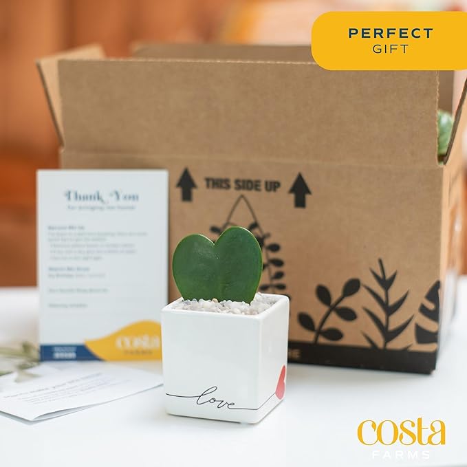 Costa Farms Hoya Heart Live Plant, Succulent-Like Houseplant in Cute Love Decor Plant Pot, Potting Soil, Live Plants Room Décor, Valentine's Day Gift For Mom, Birthday, Tabletop Size, 5-Inches Tall