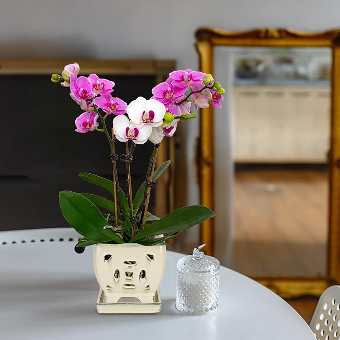 W&W Orchid Pot with Holes and Saucer for Repotting, Cream White, 5.5 Inches