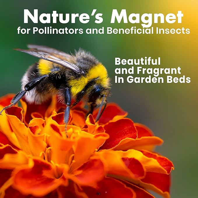 NatureZ Edge Marigold Seeds Mix, Over 5600 Seeds, Marigold Seeds for Planting Outdoors, Dainty Marietta, Petite French, Sparky French, and More