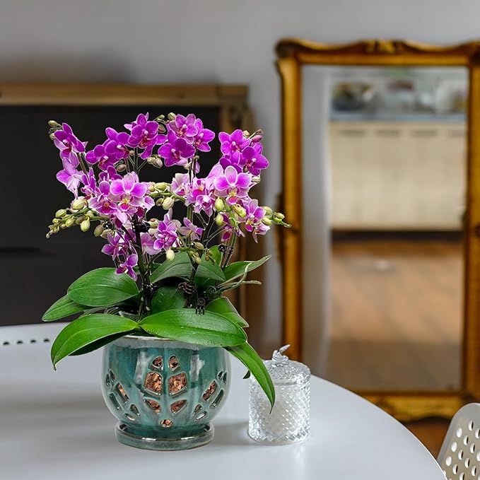 W&W Orchid Pot with Holes and Saucer for Repotting, Green Mix, 6.5 Inches