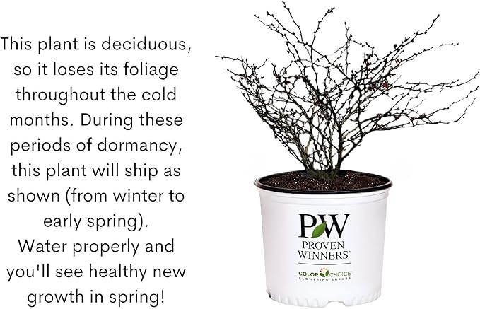 2 Gallon Proven Winner Sunjoy Mini Maroon Barberry Shrub