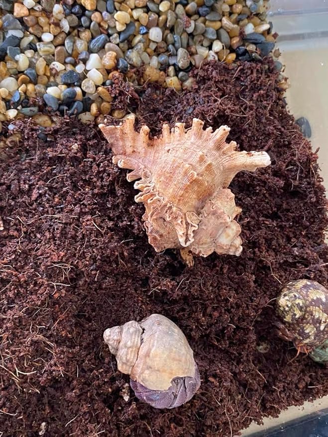 10 Quart Loose Coco Coir Potting Soil for Planting, Coconut Coir with Low EC and pH Balance for Gardening Plants, Flowers Herbs, Vegetables, Terrariums and Reptile Tanks