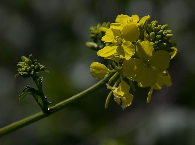 Seeds Vegetable Black Mustard - 500 Seeds