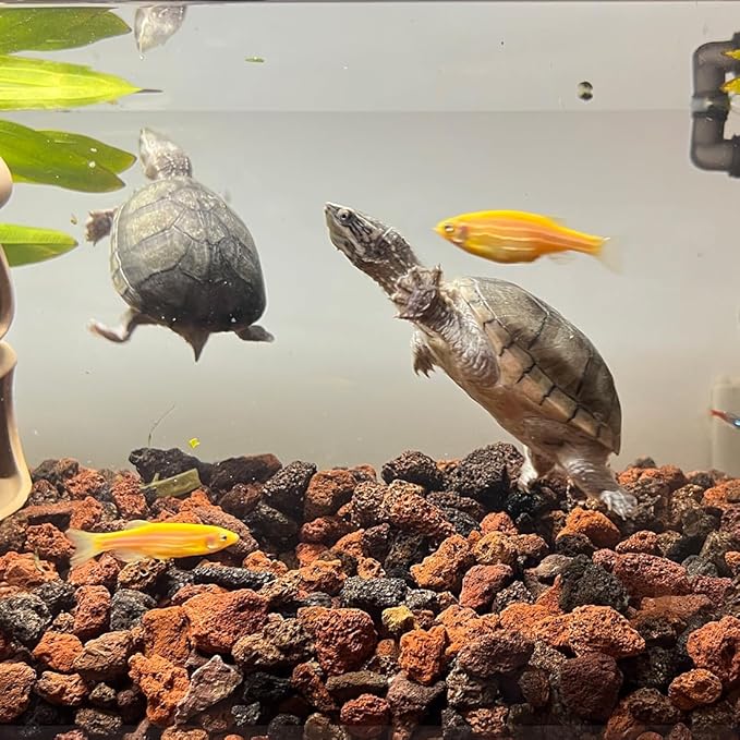 Red Horticultural Lava Rocks for Plants, 2lb Succulents Cactus Bonsai Soil Volcanic Rocks for Aquarium Outdoor Decorative Stones for Craft Projects, Vase Fillers