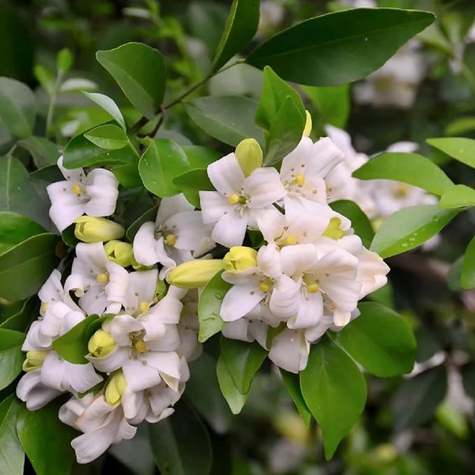 Murraya Paniculata Seeds Orange Jessamine Broadleaf Evergreen Tree or Shrub Fragrant Ornamental Fruit Hedge Screen Outdoor 5Pcs Flower Seeds by YEGAOL Garden
