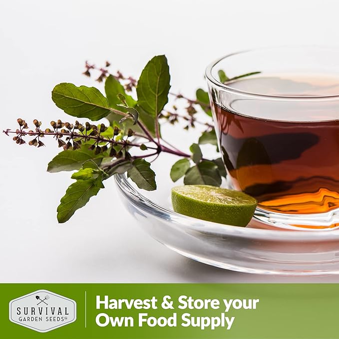 Survival Garden Seeds - Holy Basil Seed for Planting - 3 Packs with Instructions to Plant and Grow The Indian Sacred Herb Tulsi in Your Home Vegetable Garden - Non-GMO Heirloom Variety