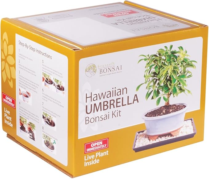 Brussel's Live Hawaiian Umbrella Indoor Bonsai Tree Kit - 3 Years, 8 to 10 in - Live Bonsai in Ceramic Bonsai Pot