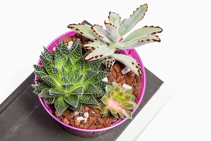 rePotme Orchid Pot Growers Assortment (8 Slotted Clear Orchid Pots - 2 Each of 3, 4, 5, 6 Inch) - Premium Orchid Planters, Orchid Pots with Holes for Repotting