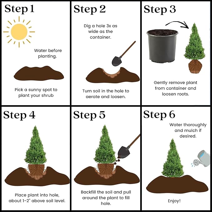 1 Gallon, Dwarf Alberta Spruce Shrub, Green