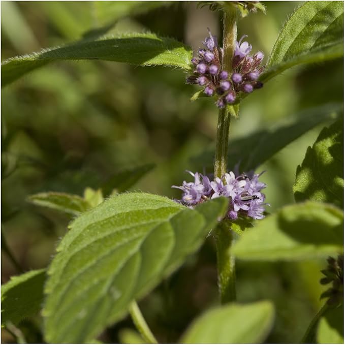 Seed Needs, Pennyroyal Mint Seeds - 1,000 Heirloom Seeds for Planting Mentha pulegium - Medicinal Herb Non-GMO & Untreated for Indoor/Outdoor Gardens (1 Pack)