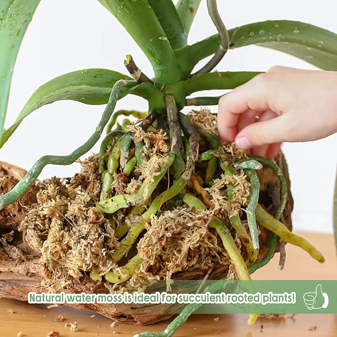 Legigo 4.4LBS Premium Sphagnum Moss for Plants- 80QT Natural Succulent Carnivorous Plant Moss Dried, Long Fiber Orchid Moss for Orchid Repotting Succulent Sarracenia Potted Plants Gardening & Reptiles