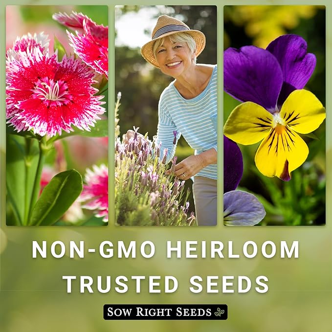 Sow Right Seeds - Red Garnet Amaranth Seeds for Planting - Non-GMO Heirloom Packet with Instructions to Plant & Grow an Outdoor Home Vegetable Garden - Colorful & Unique - Trailing Variety (1)