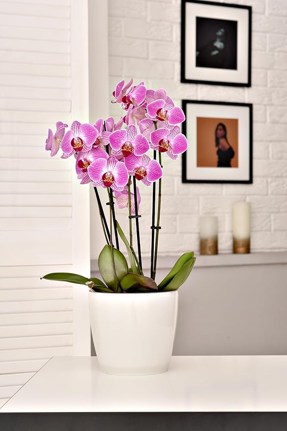 SMEREKA 6-Inch Orchid Pot Set with Drainage Holes - Inner and Outer Pots for Optimal Orchid Growth