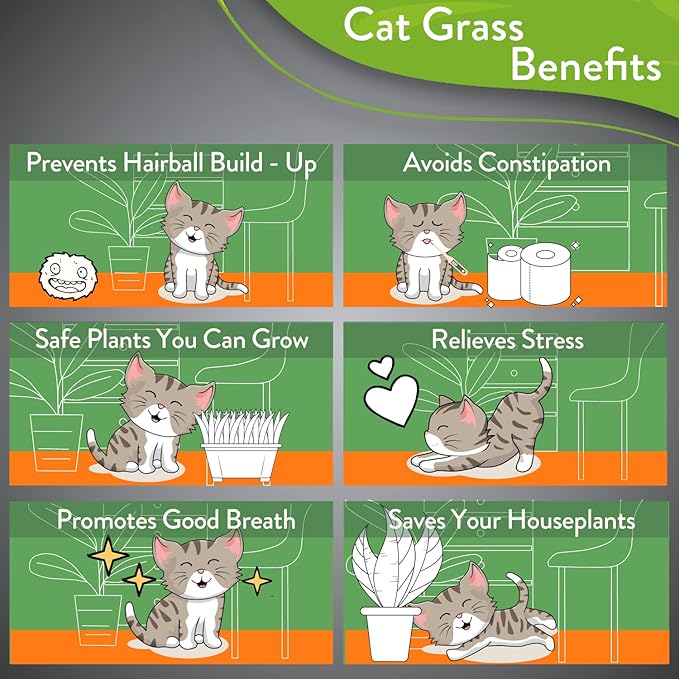 HOME GROWN Cat Grass Seeds - Grow Cat Grass for Indoor Cats - Cat Grass Seeds Bulk - Refill Cat Growing Grass Kit - Heirloom Cat Grass Seed (Cat Grass - 3pack)