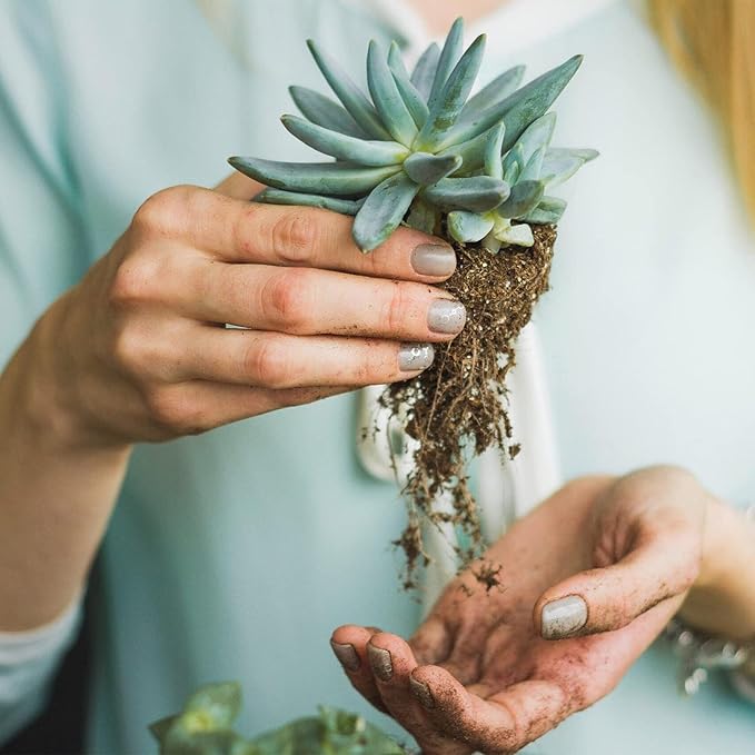 Succulent and Cactus Soil Potting Mix 1.1 LBS, Bonsai Soil Mix Ready to Use, Fast Draining with Added Nutrients