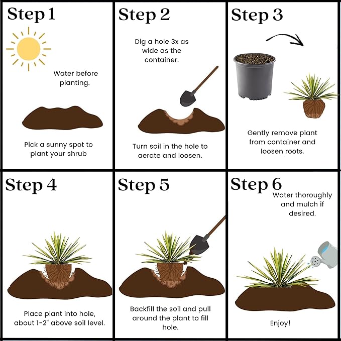 Shrub Color Guard Yucca, 2.25 Gal, Creamy White and Dark Green