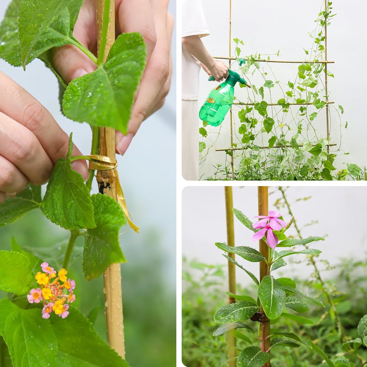 Natural Bamboo Poles, 6 Feet Bamboo Sticks for Plants, Wood Garden Stakes for Tomato, Bean, Flowers, Trees Potted and Climbing Plants, 15 Pack