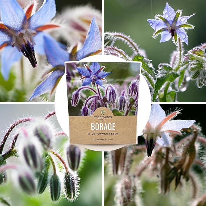 Borage Seeds – Extra Large Packet – Over 1,200 Open Pollinated Non-GMO Wildflower Seeds – Borago officianalis