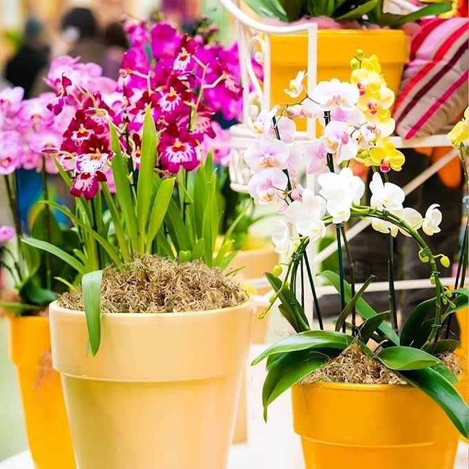 Legigo 1.3LBS Premium Sphagnum Moss for Plants 25QT Natural Succulent Carnivorous Plant Moss Dried, Long Fiber Orchid Moss for Repotting Succulent Sarracenia Potted Plants Gardening and Reptiles