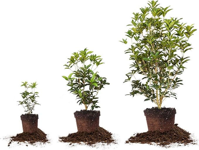 Perfect Plants Tea Olive Live Plant, 7 gallon, Includes Care Guide