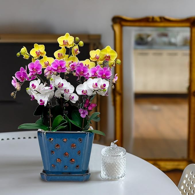 W&W Ceramic Orchid Pot with Holes and Saucer for Repotting, Blue, 7 Inches