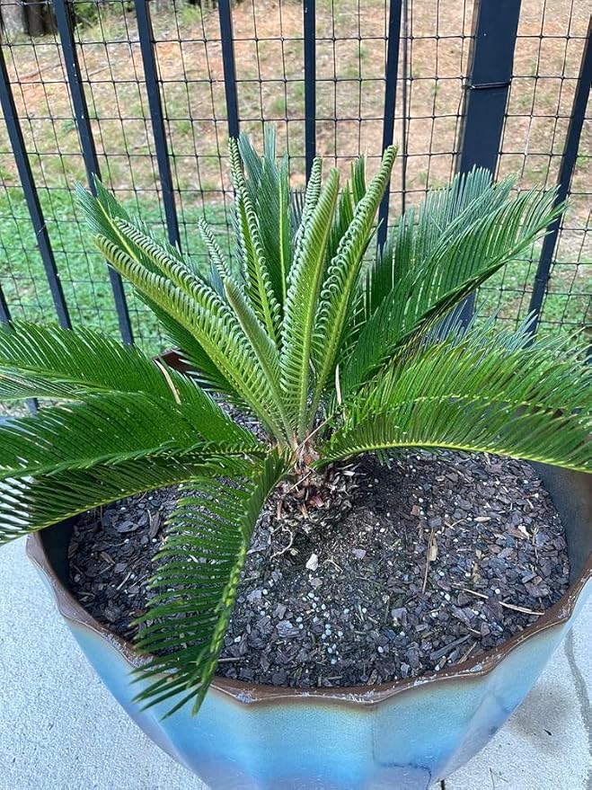 SOGO Palm Potting Mix - Unlock Robust Growth and Striking Form with Our High-Performance Formula - 20 Quart