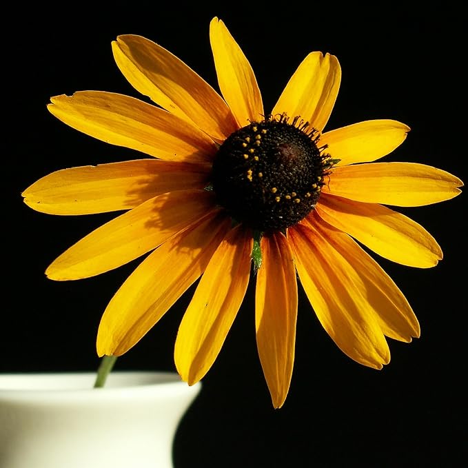 The Old Farmer's Almanac Black Eyed Susan Seeds (Rudbeckia) - Approx 1200 Flower Seeds Flower Seeds - Premium Non-GMO, Open Pollinated, USA Origin