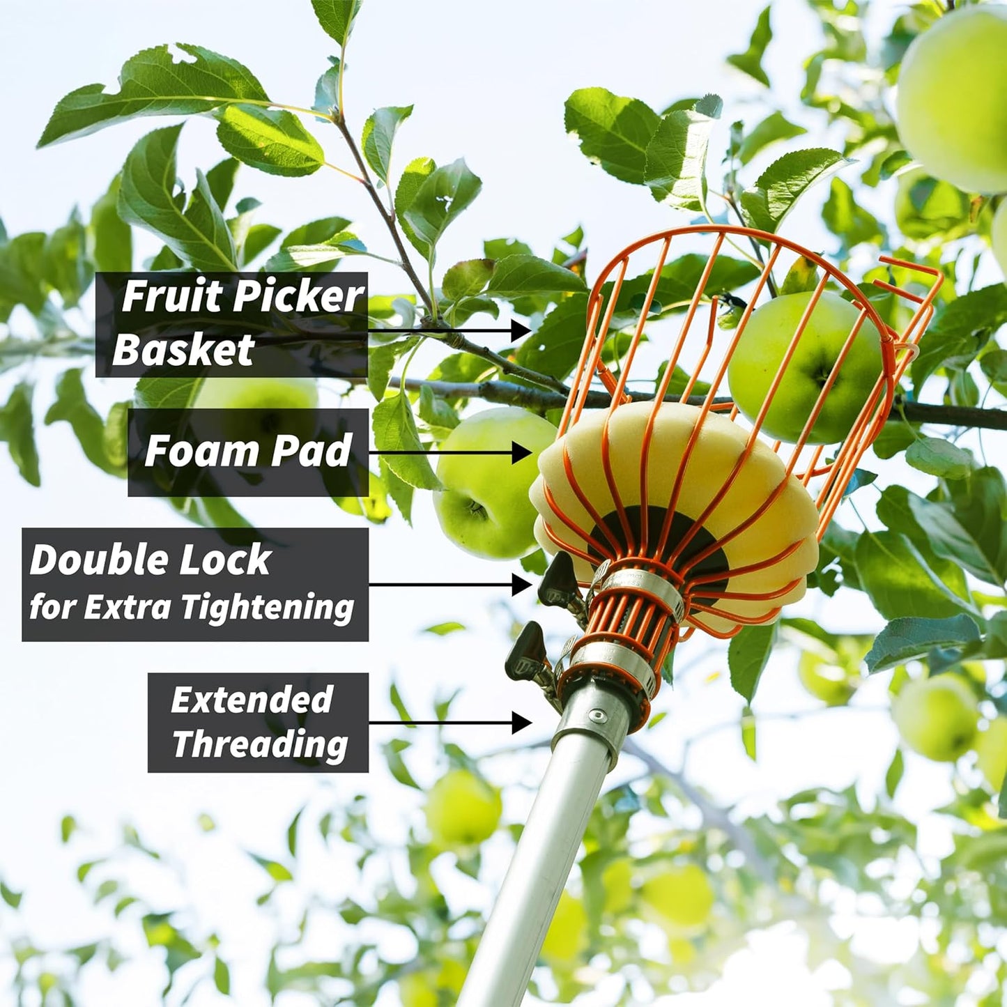Fruit Picker Pole with Basket Telescoping 5-30 ft Apple Picker Extension Pole // Telescopic Fruit Tree Picker Tool for Picking Orange Mango Avocado Lemon Pear // The Ultimate High-Reach Fruit Grabber