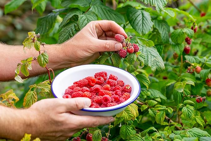 Premium Raspberry Potting Soil Mix - Optimal Blend for Thriving and Juicy Berries - 4 Quart