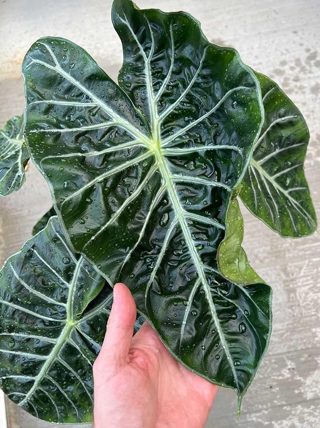 Alocasia Potting Mix - Unlock Robust Growth and Striking Leaves with Our High-Performance Formula - 20 Quart
