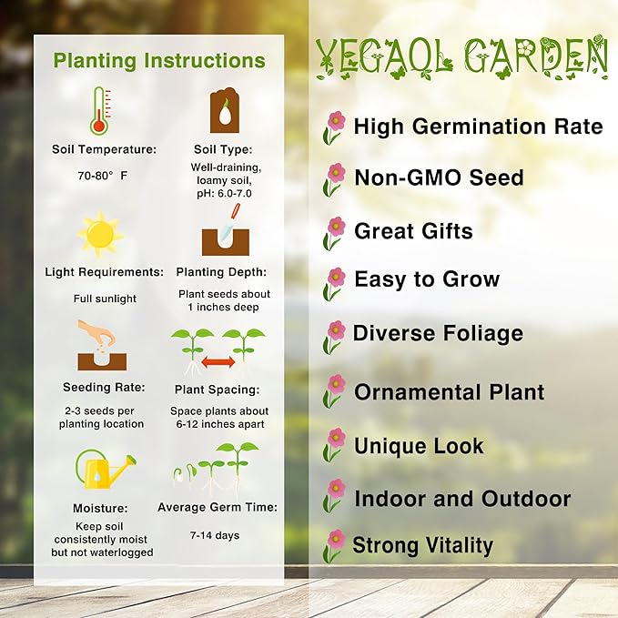 Hyacinth Bean Seeds Lablab Purpureus Vigorous, Fast-Growing Vine Plant Showy, Fragrant Flowers Edible Leaves, Pods Ornamental Plant Popular Choice for Trellises, Arbors, Fences 10Pcs by YEGAOL Garden