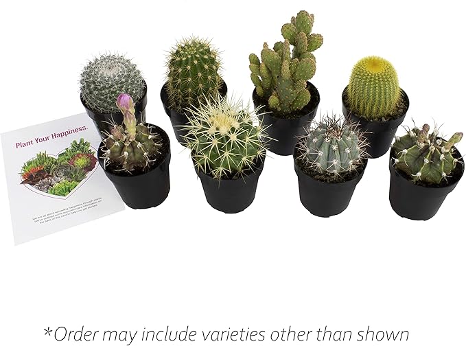 Altman Plants, Assorted Cactus Plants Live Succulents (8 Pack), Live Cactus Plant Lover Gifts, Cacti Succulents Plants Live Houseplants, Succulent Indoor Plants Live Plants in Cactus Soil Potting Mix