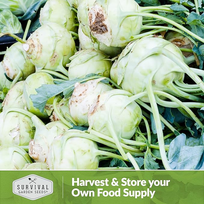 Survival Garden Seeds - White Vienna Kohlrabi Seed for Planting - Packet with Instructions to Plant and Grow Unique Cruciferous Vegetables in Your Home Vegetable Garden - Non-GMO Heirloom Variety