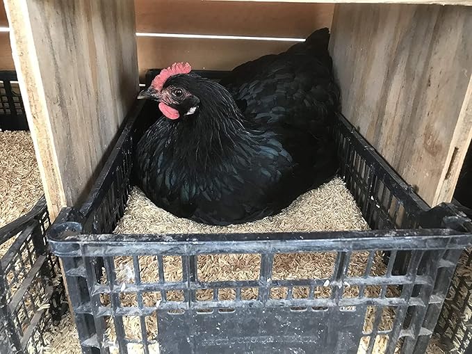 Sustainable Soil Enhancement: Gardenera Rice Hulls - Boost Nutrient Availability and Reduce Watering Frequency - 3 QUARTS