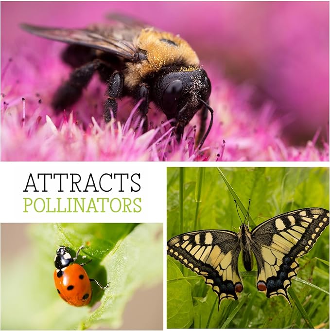 Seed Needs, Mexican Sunflower Seeds - 100 Heirloom Seeds for Planting Tithonia rotundifolia - Annual Wildflower That Attracts Pollinators/Butterflies (5 Packs)