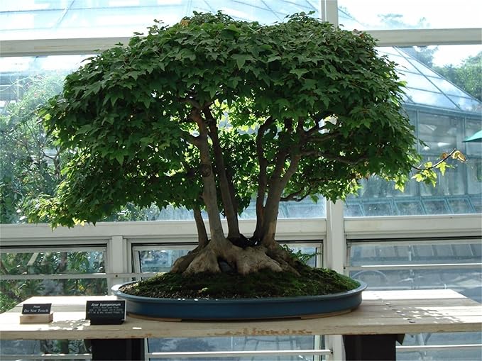 Rare Plant Tree Seeds 20+ Trident Maple Seeds (Acer buergerianum)