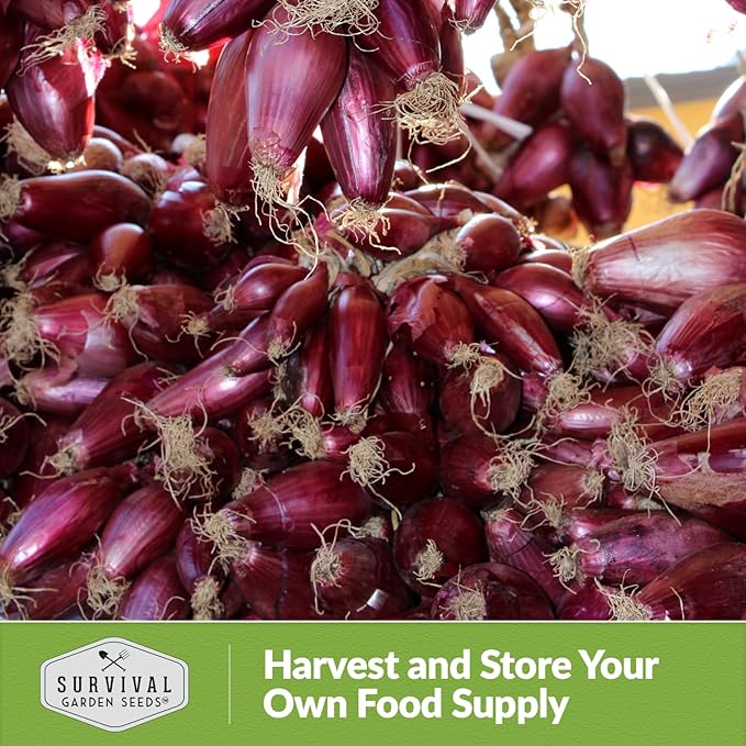 Tropea Rossa Tonda Onion Seeds for Planting - 5 Packets with Instructions to Plant and Grow Italian Long Day Onions in Your Home Vegetable Garden - Non-GMO Heirloom Variety - Survival Garden Seeds