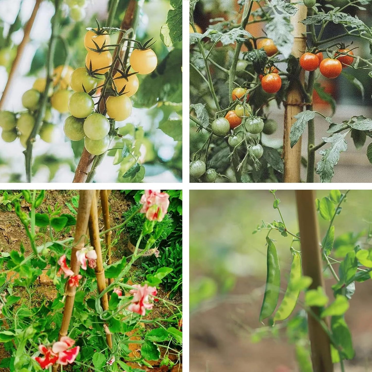 Bamboo Stakes 3FT Garden Stakes Plant Stakes for Indoor and Outdoor Climbing Plants Poles Sticks Support Tomatoes Eggplants Beans 25 Pack