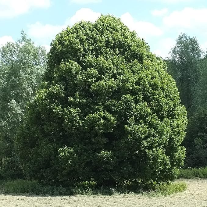 CHUXAY GARDEN 10 Seeds Tilia Platyphyllos Seed,Large-Leaved Linden,Bigleaf Linden Large Deciduous Tree Privacy Screen Grows in Garden and pots Great for Planting