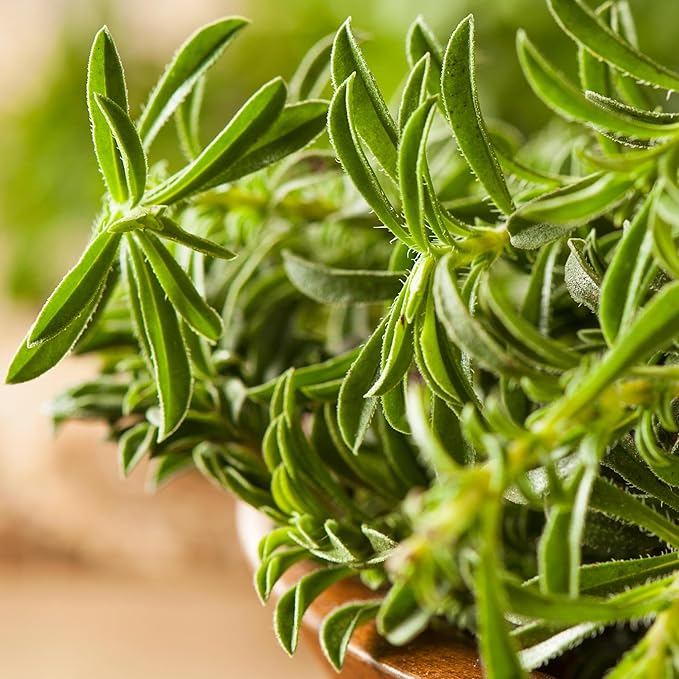 Seed Needs Summer Savory Seeds for Planting - Non-GMO, Heirloom & Untreated Annual Herbs - Organically Grow a Culinary Kitchen Garden Indoors or Outdoors (1 Pack)