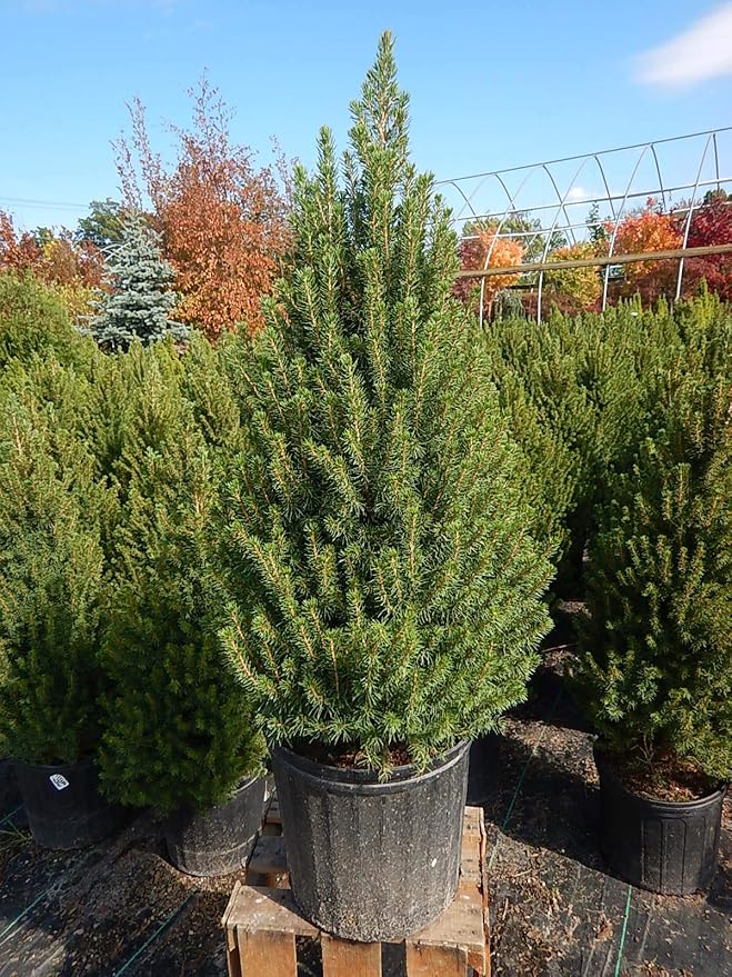 Picea glauca 'Conica' (Dwarf Alberta Spruce) Evergreen, #3 - Size Container
