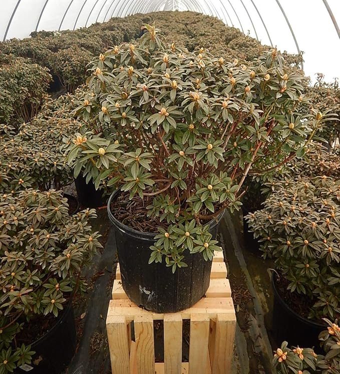 Rhododendron X 'Blue Baron' (Rhododendron) Evergreen, bluish purple flowers, #2 - Size Container