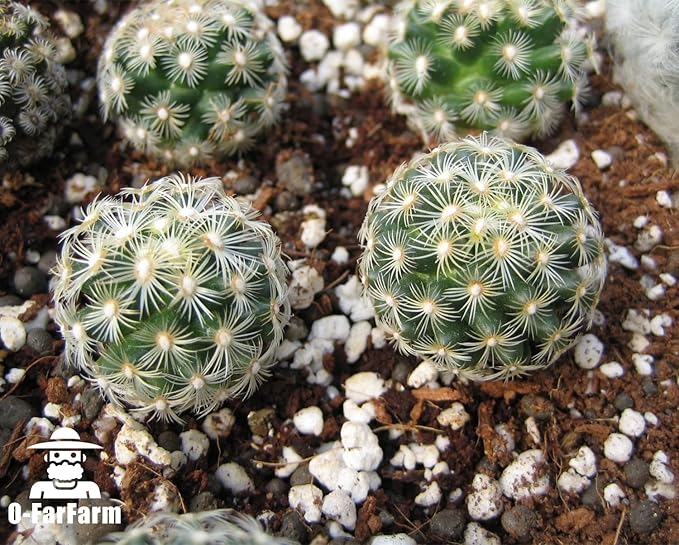 Chunky Perlite Bulk 5Qt, Horticultural Pearlite Coarse Perlite for Plants Indoor, Additive Conditioner Mix, Improve Drainage and Ventilation, Help Root Growth (5-10mm)