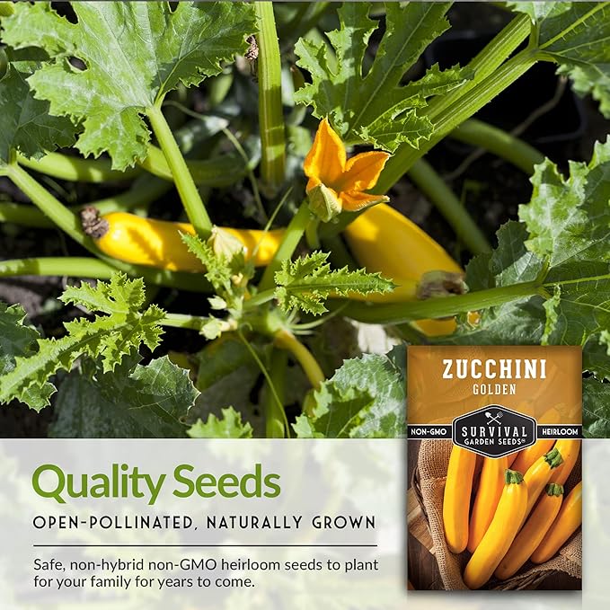 Survival Garden Seeds - Golden Zucchini Seeds for Planting - 2 Packs with Instructions to Plant and Grow Yellow Zucchini Vegetables in Your Home Vegetable Garden - Non-GMO Heirloom Variety