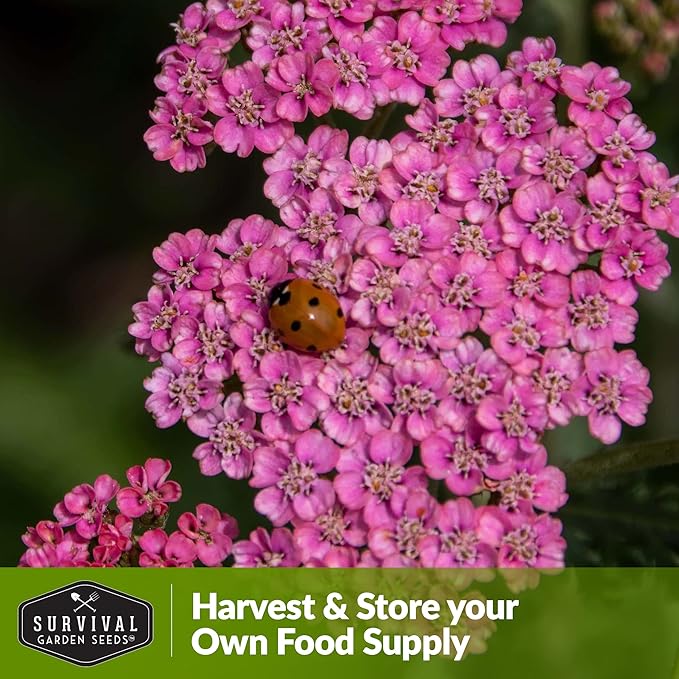 Red Yarrow Seed for Planting in The Garden - 3 Packs with Instructions to Plant and Grow Common Yarrow - Medicinal Herb Wildflowers - Heirloom, Non-GMO, Open-Pollinated Seeds for The Survival Garden