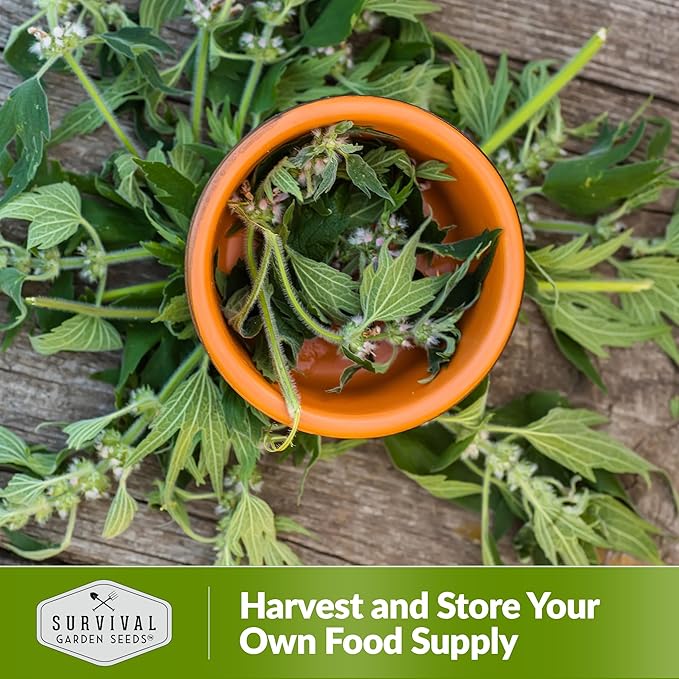 Motherwort Seed for Planting - 1 Packet with Instructions to Plant and Grow Lion's Tail Medicinal Herbs in Your Home Herb Garden - Non-GMO Heirloom Variety - Survival Garden Seeds