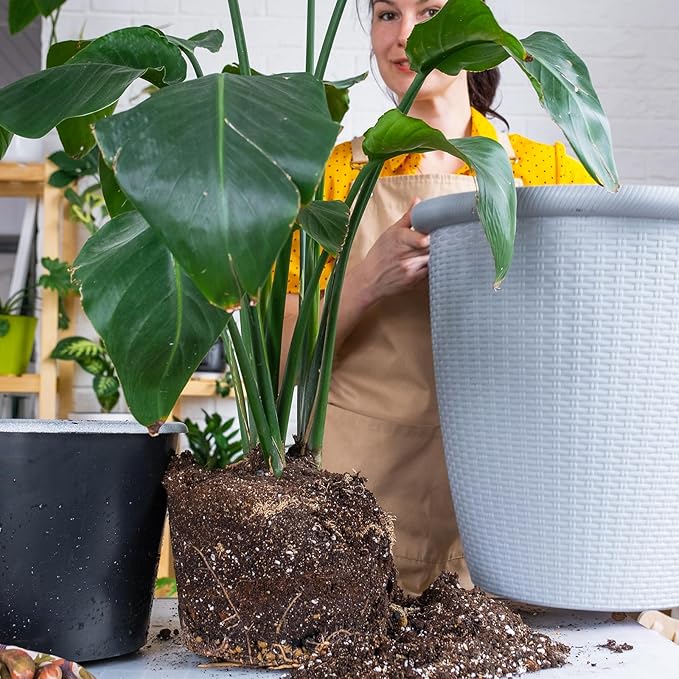 Premium Banana Tree Potting Mix for Optimal Seedling Growth 10qt, Suitable for All Indoor and Outdoor Banana Tree Varieties