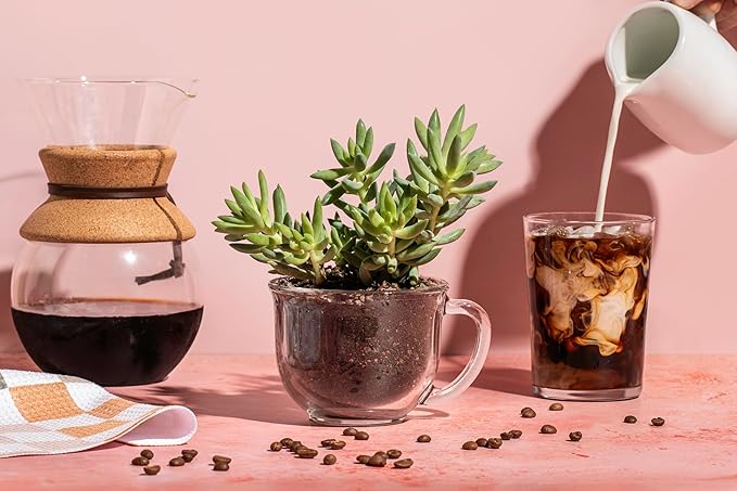 High Drainage Succulent Soil Potting Mix with Coffee Compost & Mycorrhizhal Fungi - 4 Dry Quarts - Slighly Acidic, Gritty Soil for Edgy Plants - Spike & Bloom